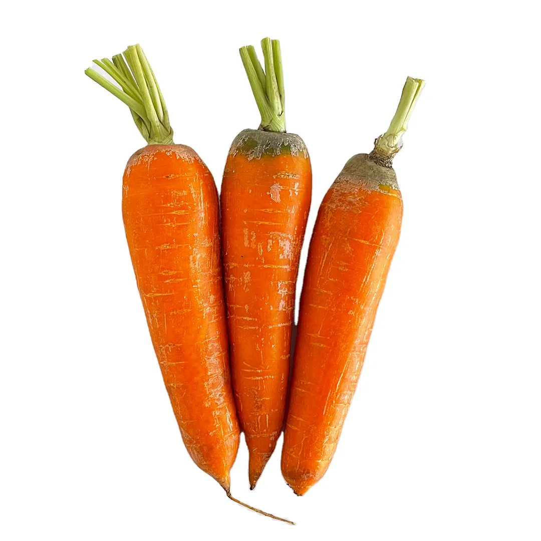 New crop fresh organic vegetables wholesale carot/carrot seeds price of carrots in bulk for export