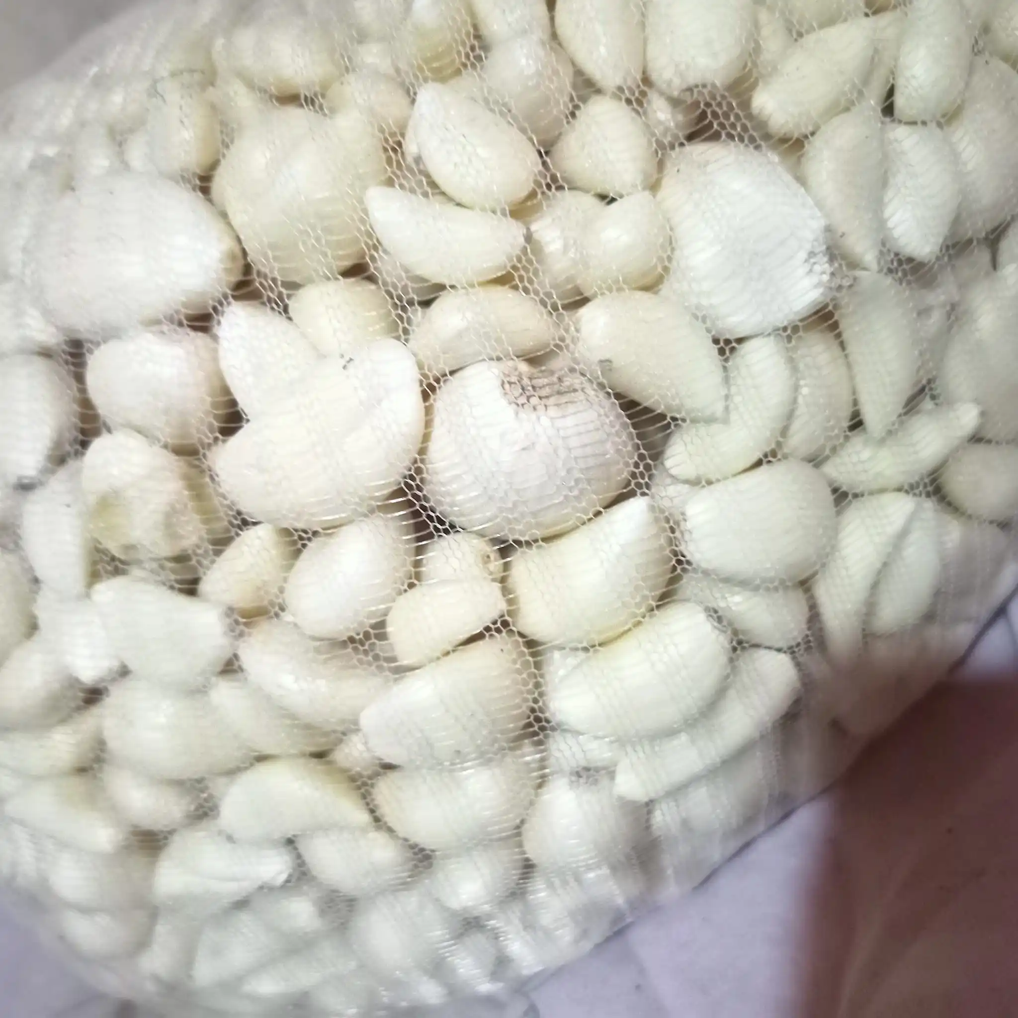 Peeled Garlic Nitrogen Vacuum Packed from egypt cheap price
