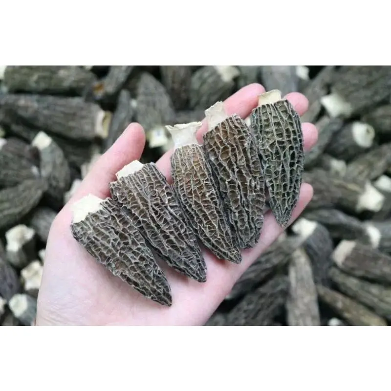 Gucchi Mushroom for export  Dried Wild Morels  Mushroom Black Morel Mushroom  competitive price