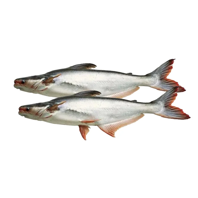 Замороженная рыба свежие экспортные морепродукты цена на рыбу баса выпотрошенная 600-800 г замороженного пангасиуса