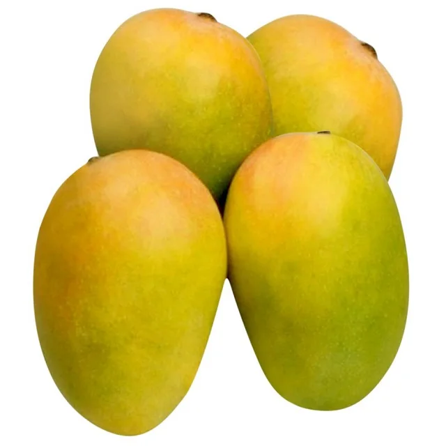 Excellent Quality Mango For Eating At Supplier Of India