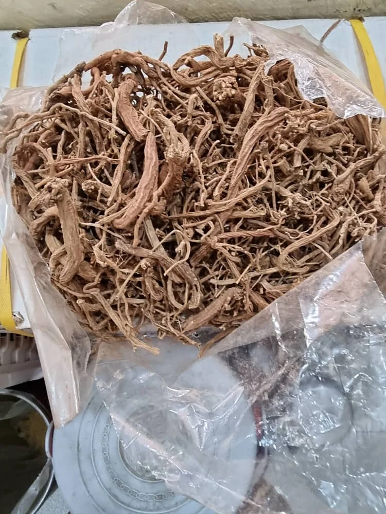 Sugandh Mantri Gandhi корни или гомаломена из Индонезии Лучшие