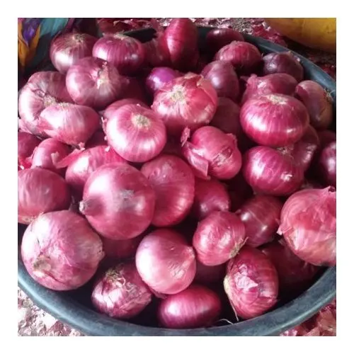 Super Quality vegetables Red Onion for Cooking Food Available at Wholesale Price from Indian Exporter