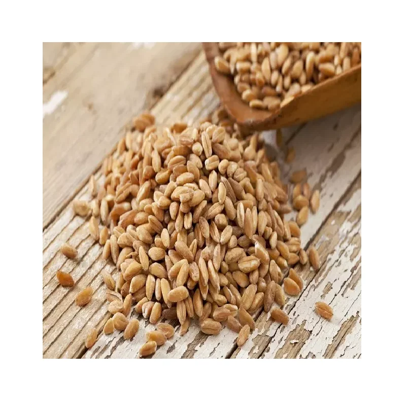 Корм ячменя/ячменя премиум класса ячмень энергетический для корма животных