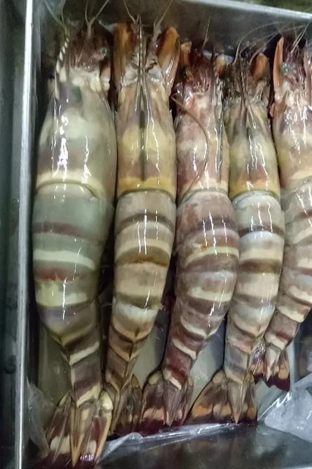 New Arrival Fresh Frozen Shrimp Wholesales Cheap Price Scampi Sea Scampi Prawn Tiger Pawn Black Tiger Pawn Shrimp from BD