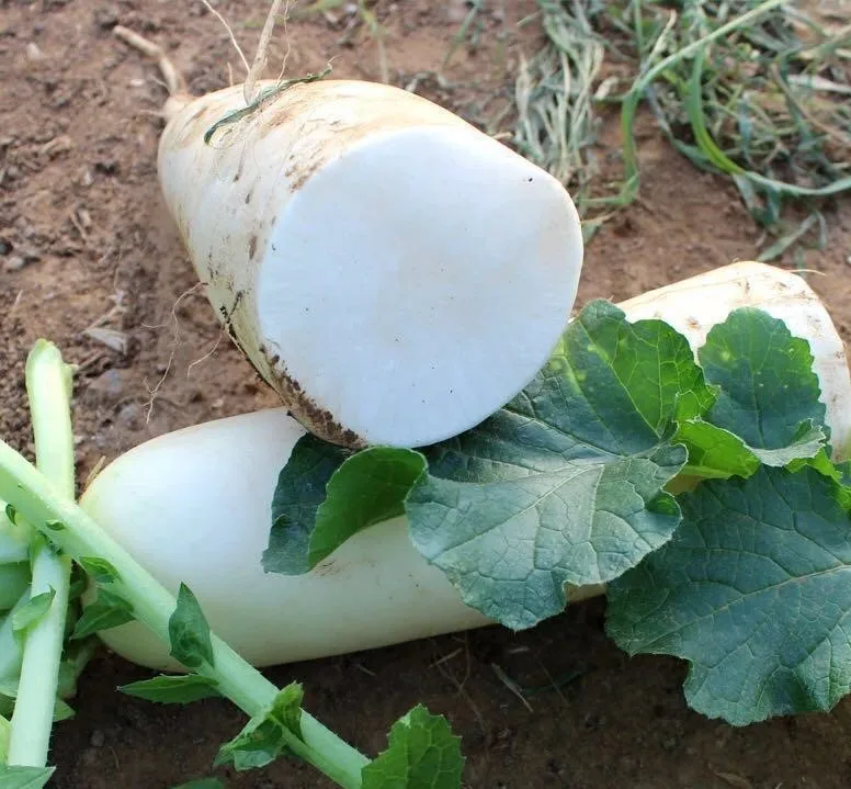 Original Organic Europe green white radish