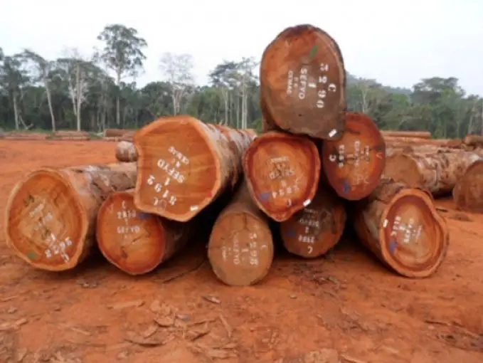 White Bilinga Wood Round Logs For Sale| Timber wood for sale