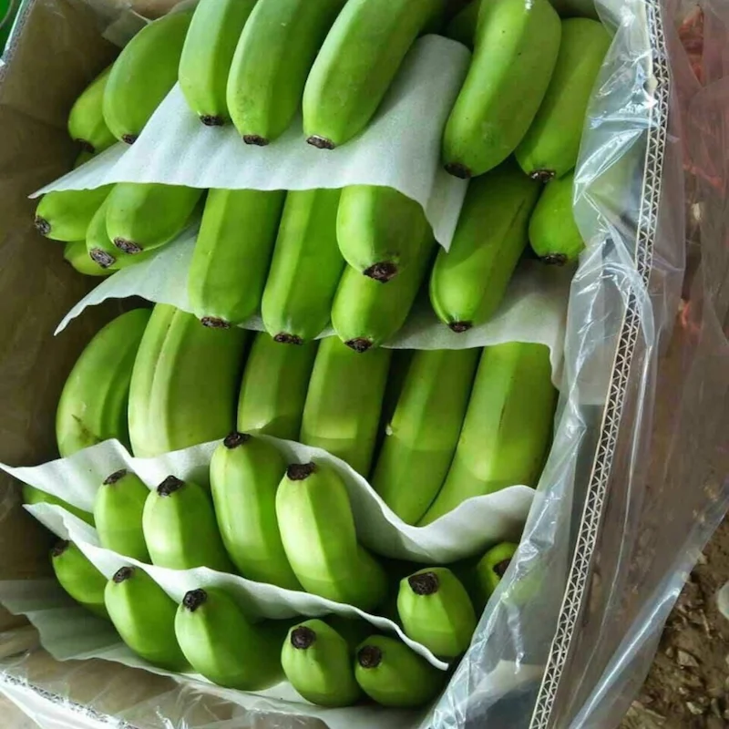 cavendish banana7.png