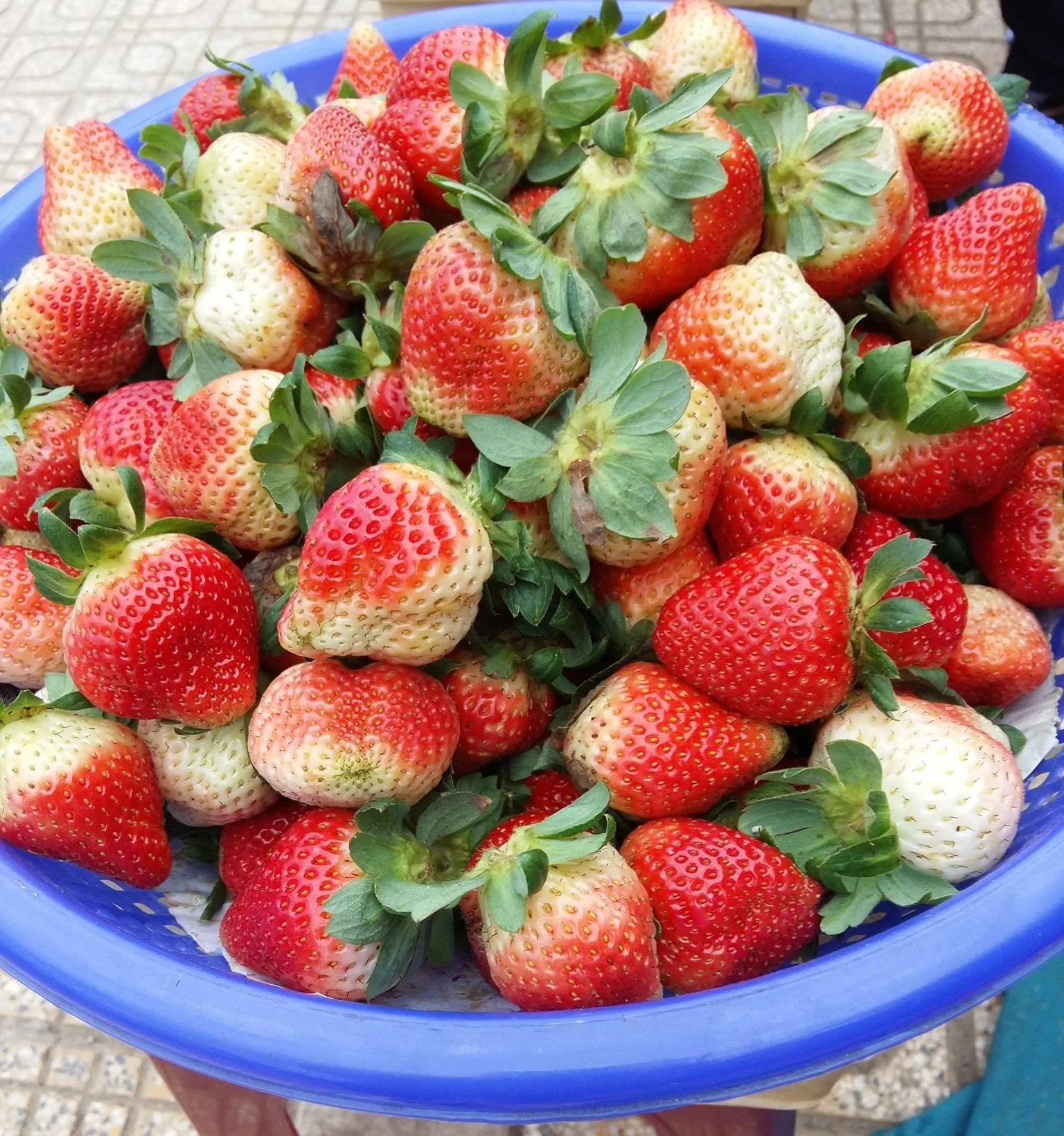 High Quality Juicy Texture Fully Ripe Dessert Sweet Fresh Strawberry Export New Crop Price For Fresh