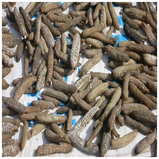 Dried Sea Cucumber / Dry Sea Cucumber