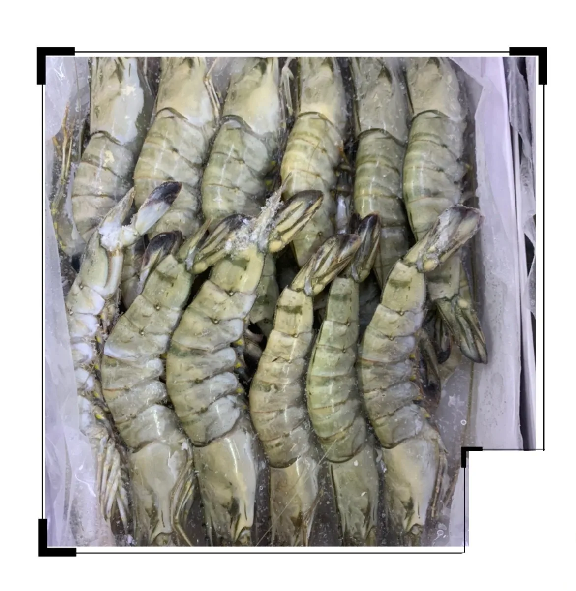 Vietnam Shrimp HOSO Black Tiger Shrimp SEMI IQF Frozen Fresh Head On Shell On Custom Packing High quality