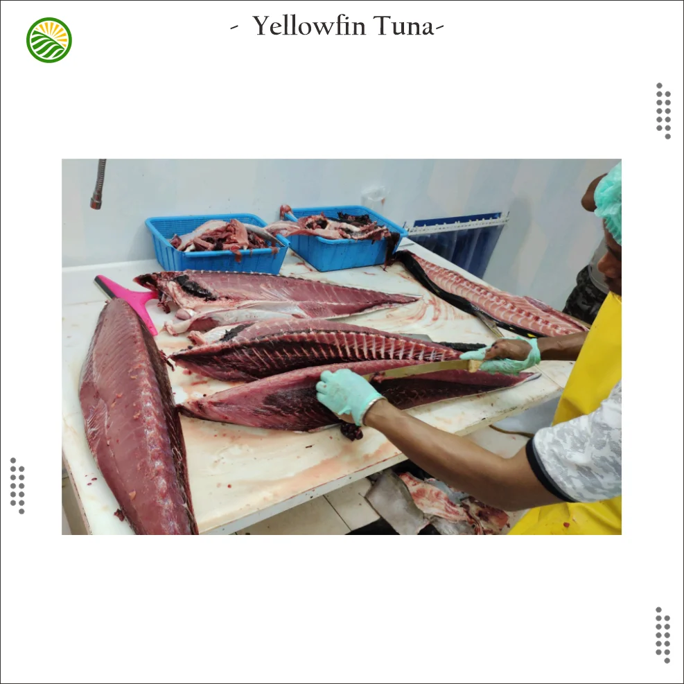2022 Fresh Frozen Yellowfin Tuna Fillets Tunae Loin Exporters Of Tuna