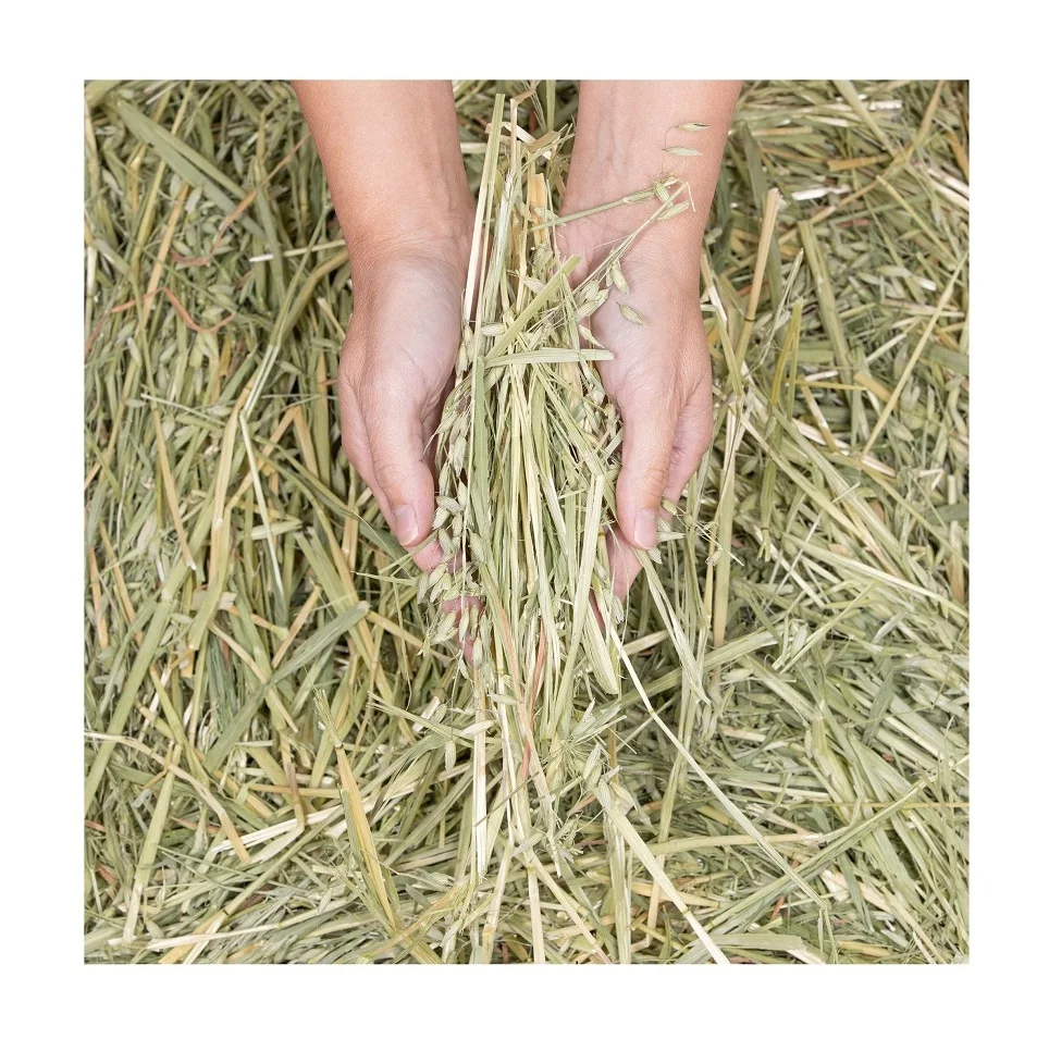 Orchard Grass Hay for Animal Feeding Stuff Alfalfa / Oat Hay/Lucerne bales