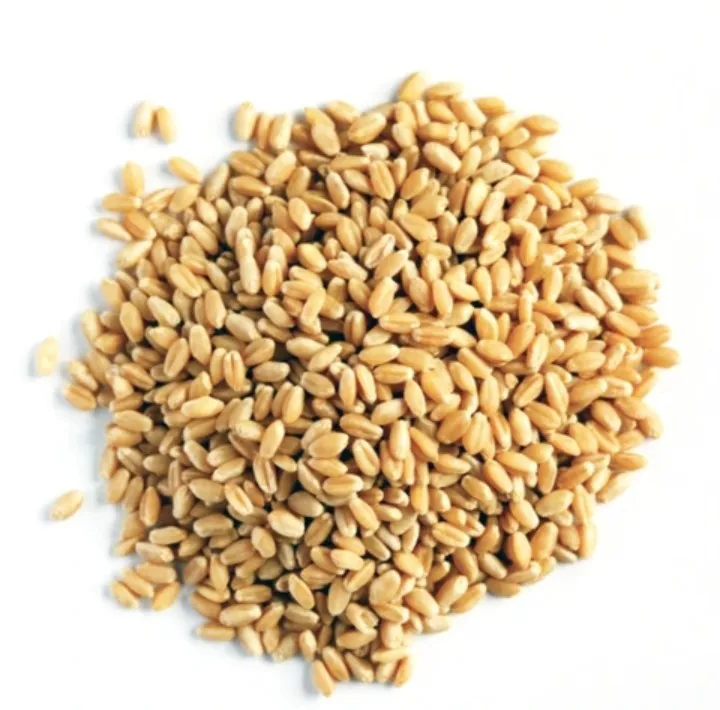 Durum hard wheat grains 100% prices from Ukraine