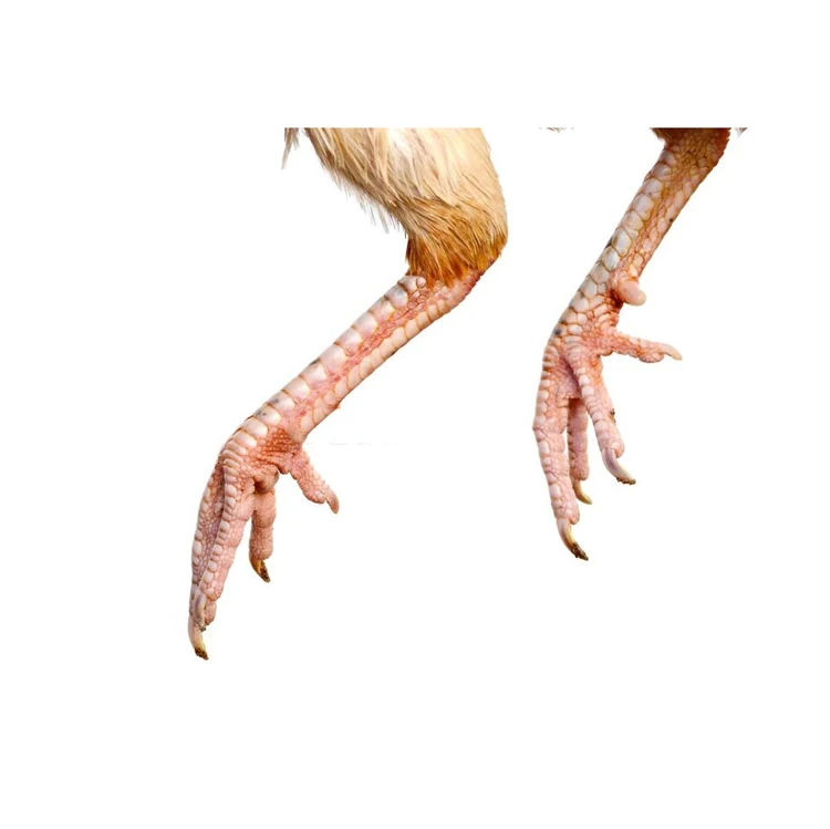 Best Grade Chicken Halal Frozen Chicken paws For Good Price Export Frozen Chicken Feet for ready market