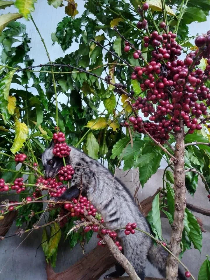 Best Quality Roasted WEASEL/ CIVET Arabica Coffee Bean Vietnam Origin Good Price Arabica Coffee for Wholesale Worldwide Shipping