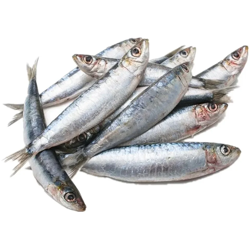 Best Seafood with Fresh Frozen Sardine Fish Price Frozen Sardine for sale