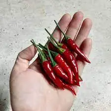 Multi usage for cooking 2 years package quality shelf life raw processing type chili Dried Red Chili from Vietnam