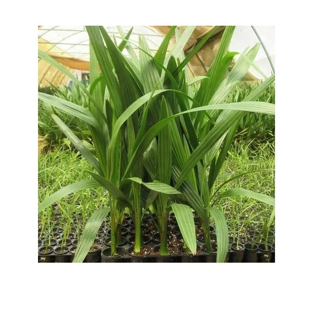 Makhdoom Dates 100% Healthy And Disease Free Date Fruit Tree Seed 50 Gram Palm Tissue Culture Date Seedling  Sale