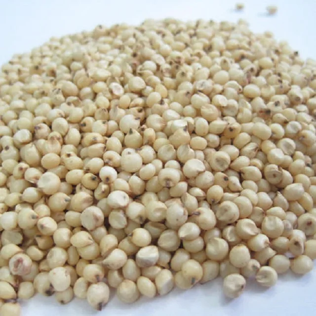 wholesale Cheap Price White Sorghum / Red Sorghum Cheap price