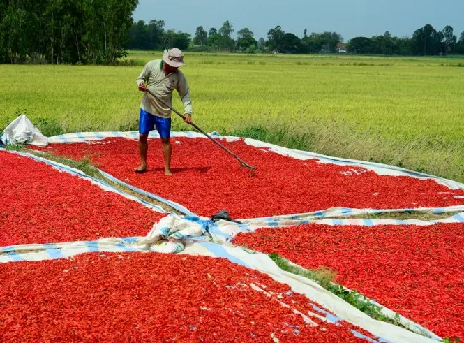 Горячая Распродажа оптовое количество высокое качество сушеный красный чили из