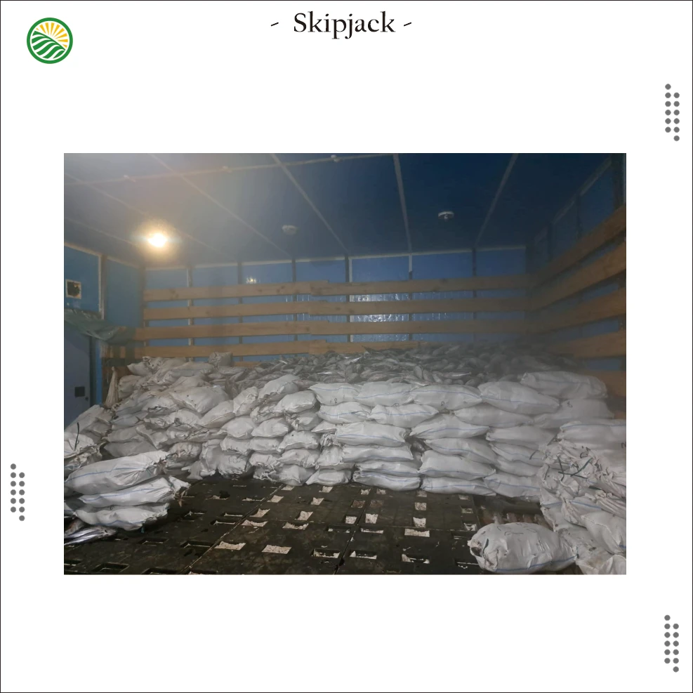 skipjack 7.jpg