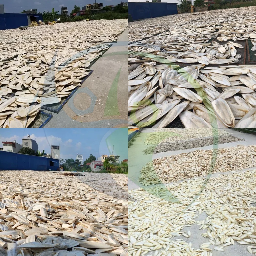 100 % Natural Birds Cuttlefish Bone