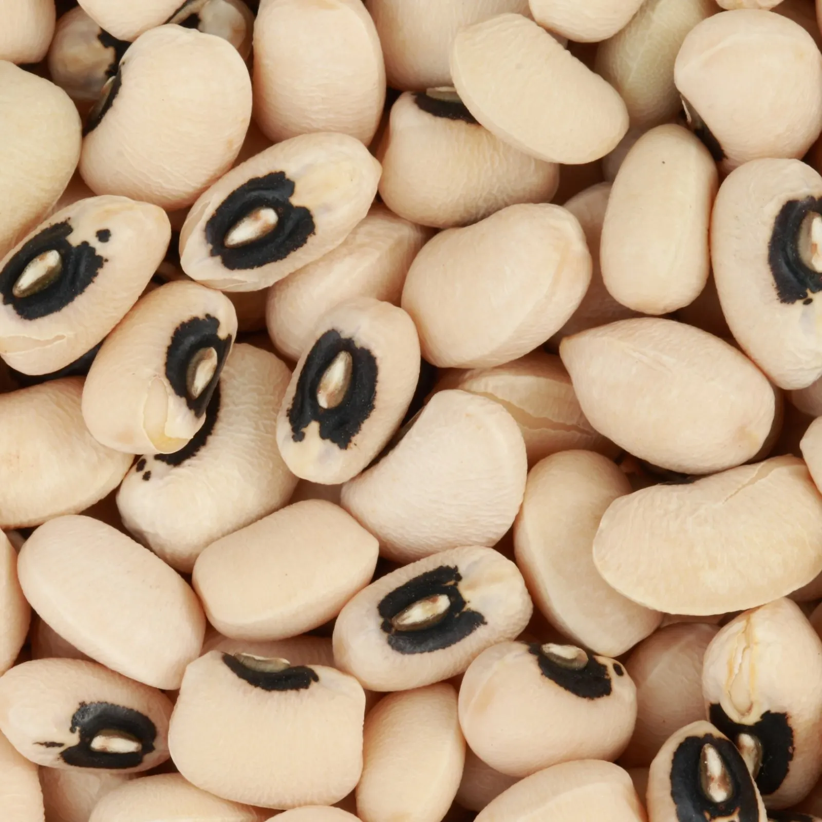 Dried Black Eyed Peas for Sale Get High Grade Black Eyed Peas for Efficient Cooking and Nutritional Value