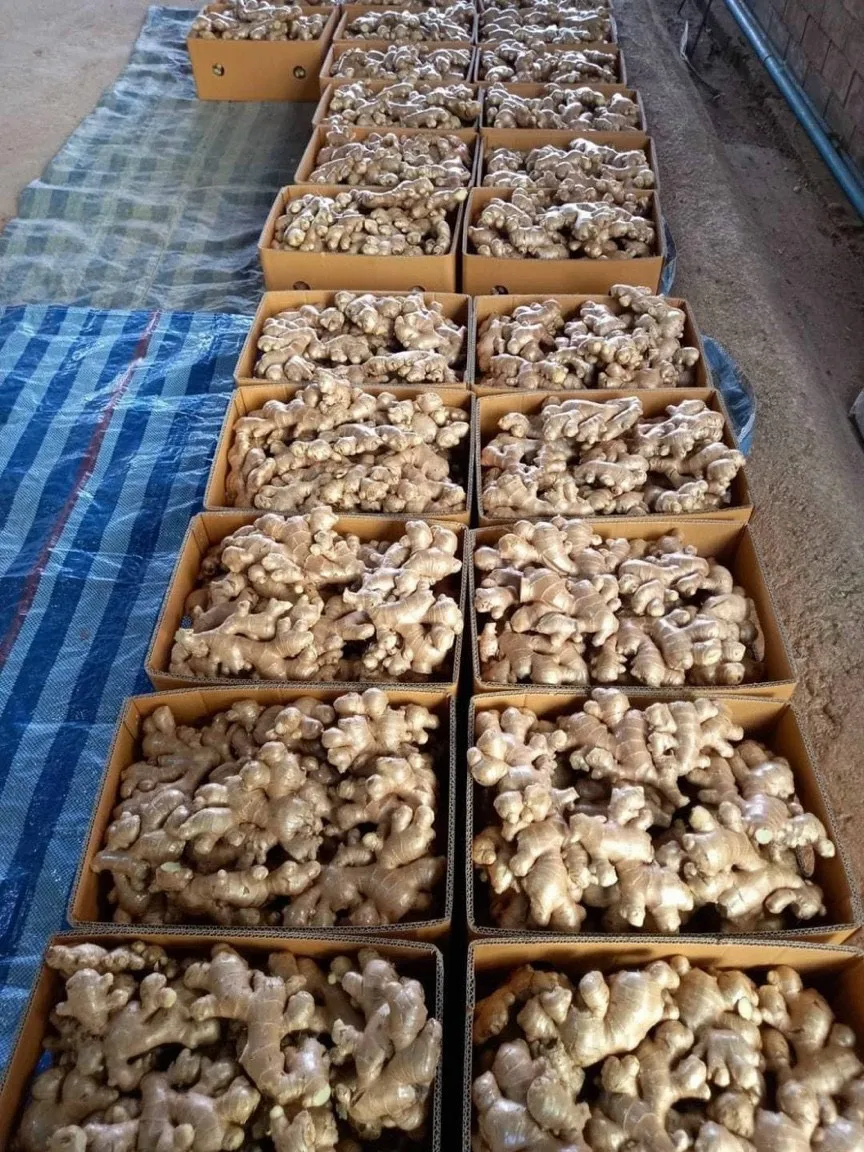 High Quality Competitive Price Fresh Elephant Ginger From Vietnam 2023 Fresh Ginger Export