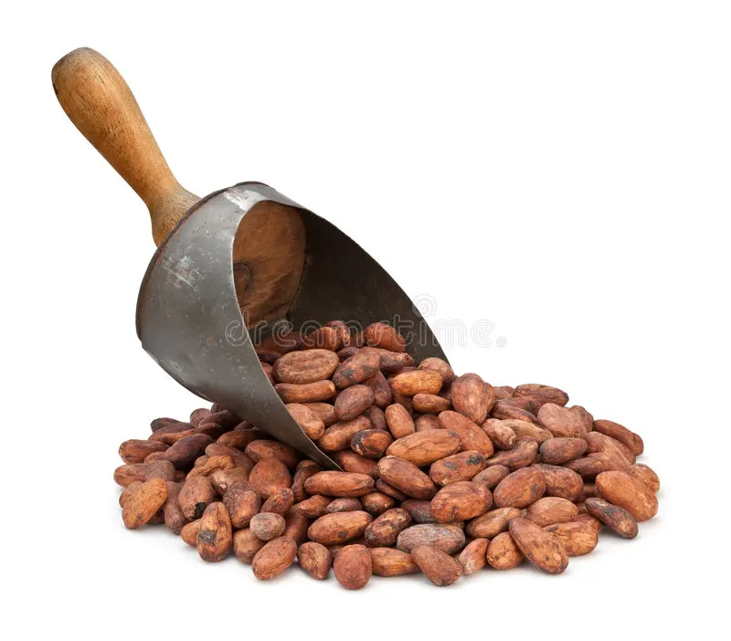 Quality dried raw Cocoa beans  ivory coast organic cocoa beans supplier sun dried cocoa beans  wholesale