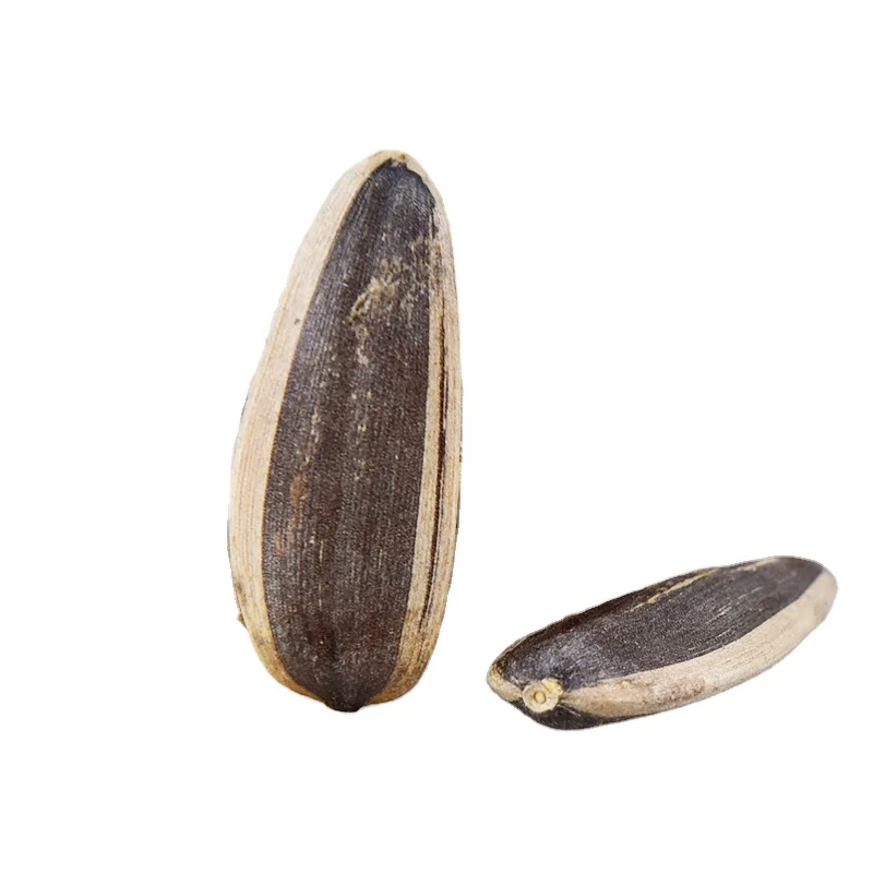 New crop sunflower seeds 601/363/361 from France for eating to export