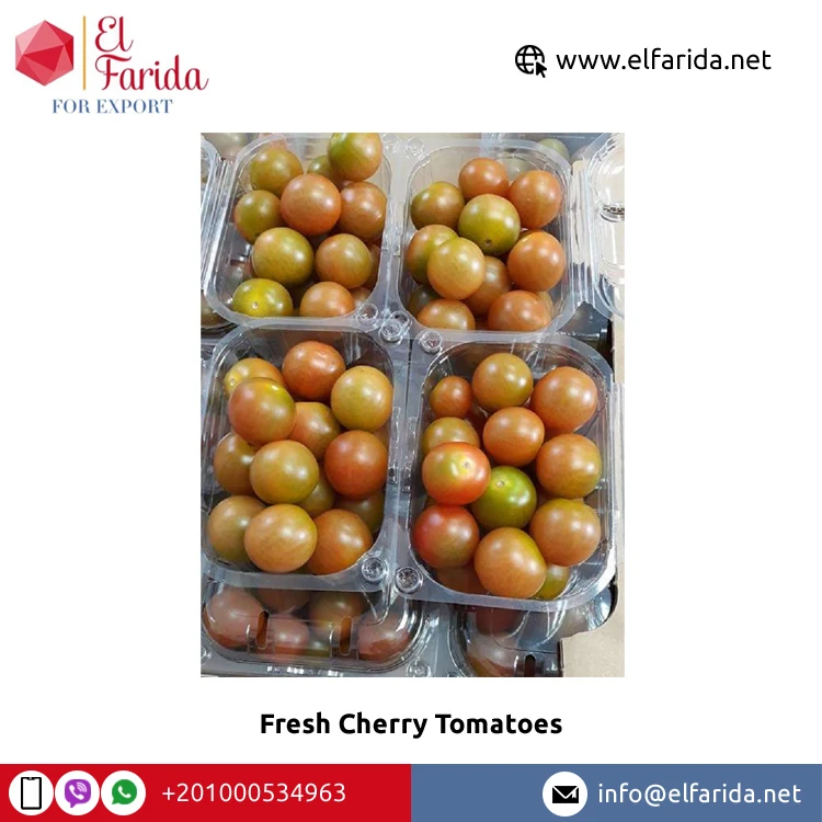 Egypt Origin Supplier Selling Best Quality Fresh Vegetables Products Fresh Cherry Tomatoes at Wholesale Market Price
