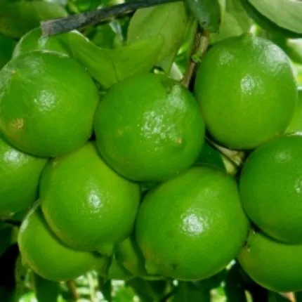 TOP GRADE Fresh Green Limes/LEMONS