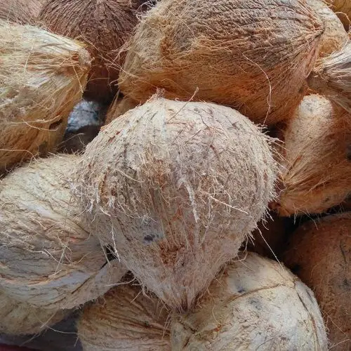 Vietnam semi husk dried coconut/ Mature Coconut Nut/Fully husk Coconut cheap price - Ms Kathy
