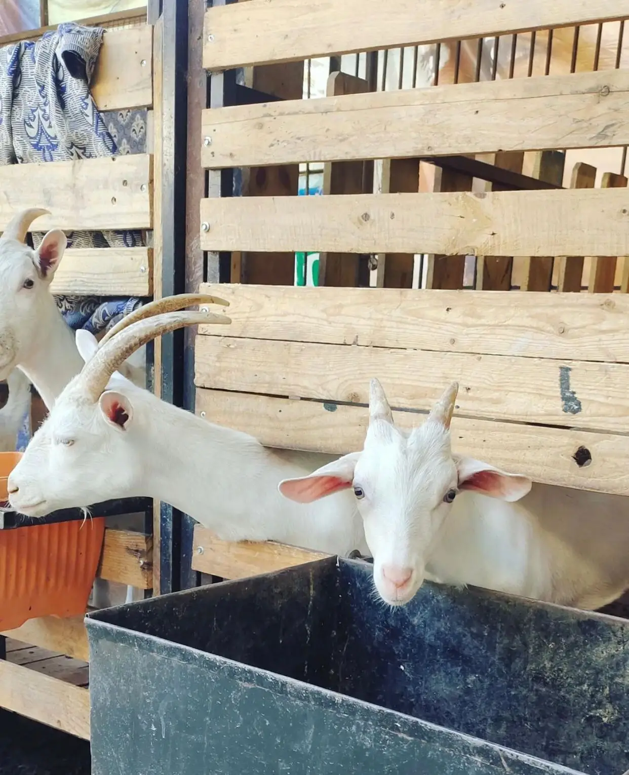 Live Saanen Goat For sale High Quality Live Stock Boer Goat Available For Sale At Low Price