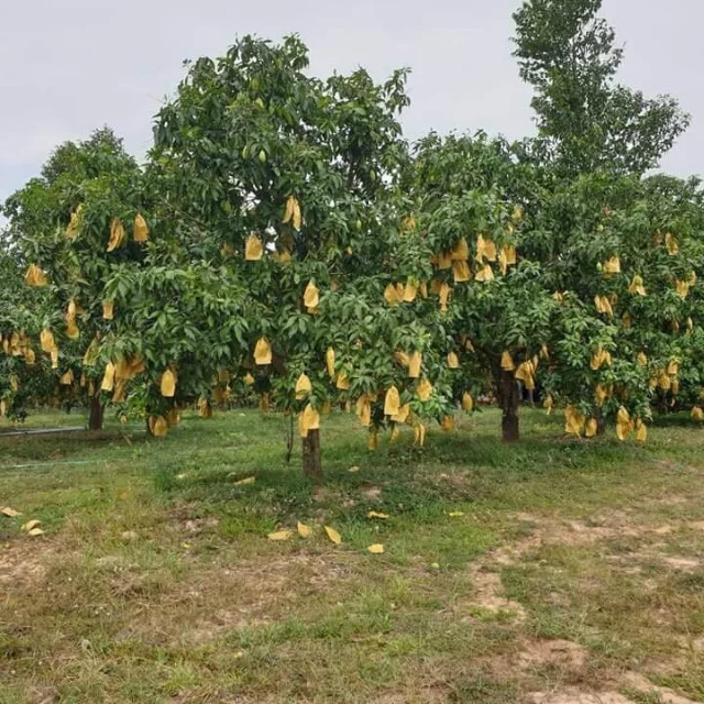 Mango Keo Best Quality Brand Supplier For Export Custom Logo Package Cheap Price Low MOQ Hot Selling From Vietnam