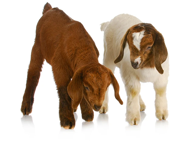 Kalahari Red Goats, Boer Goats From USA supplier