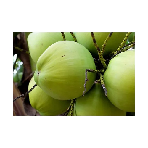 Высокое качество из Таиланда свежий молодой кокос Премиум алмазный тропический корпус стильный цвет вес коричневый оригинальный тип формы разнообразие