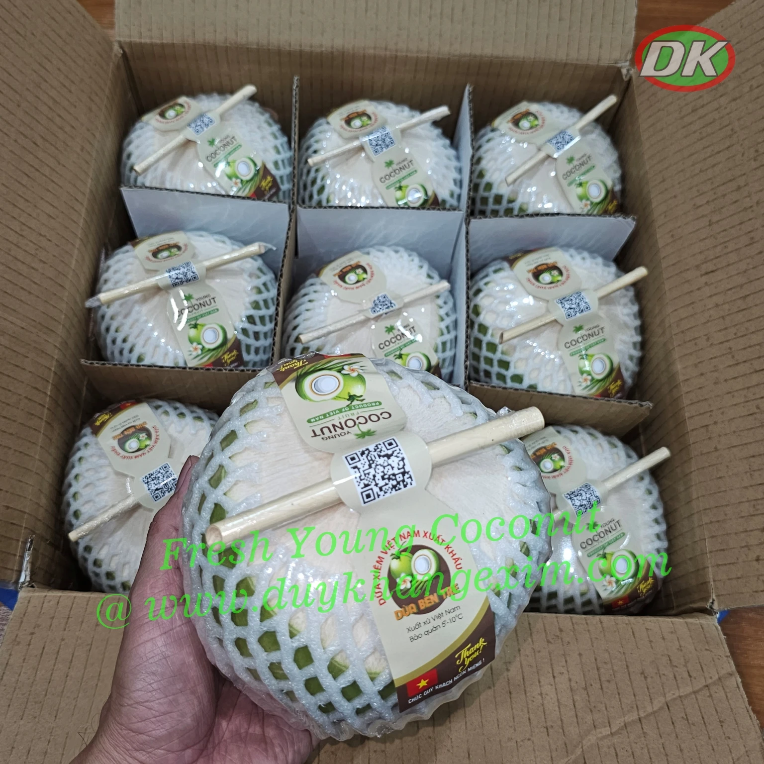 Fresh Young Coconut Exporter - Very Cheap and Good Quality (dk exim)