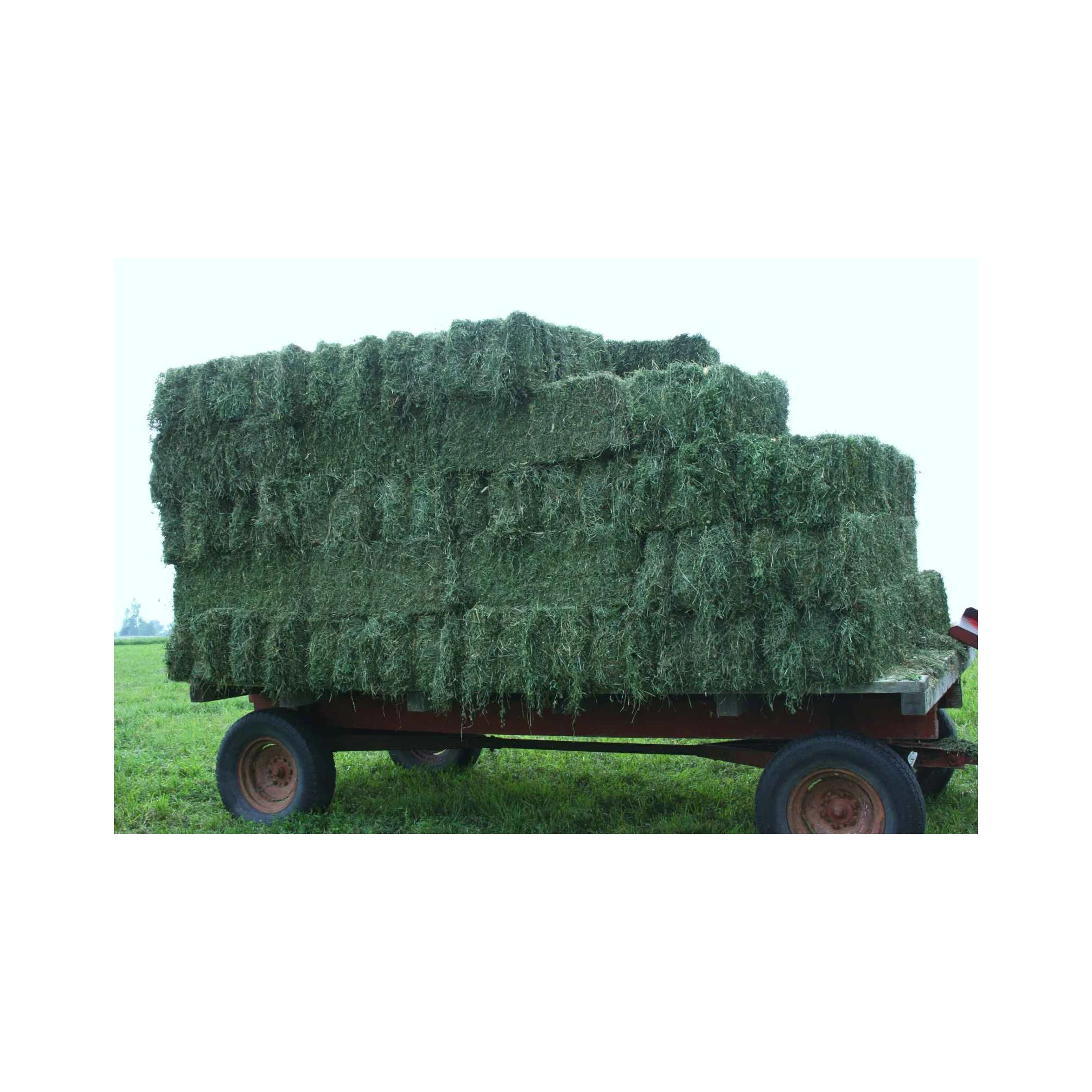 Alfalfa Hay for Animal Feeding /alfalfa hay pellets /Timothy Hay in Bales