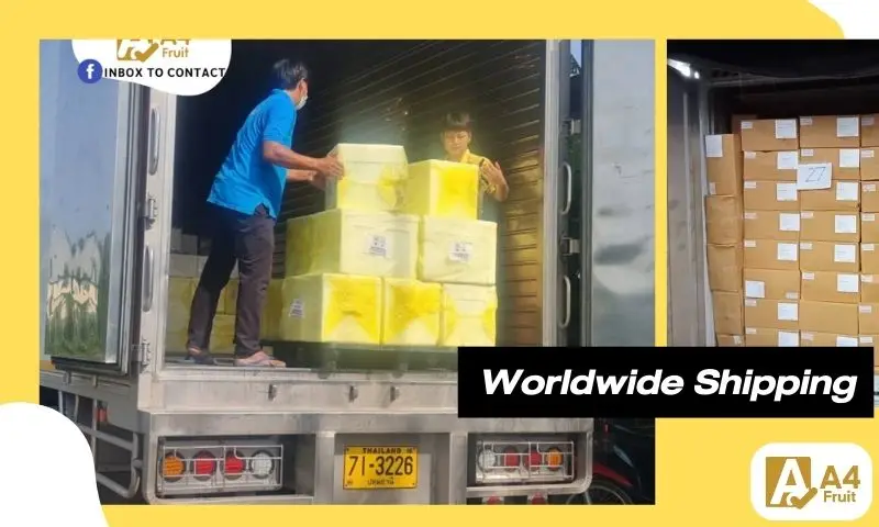 frozen durian grade b 8