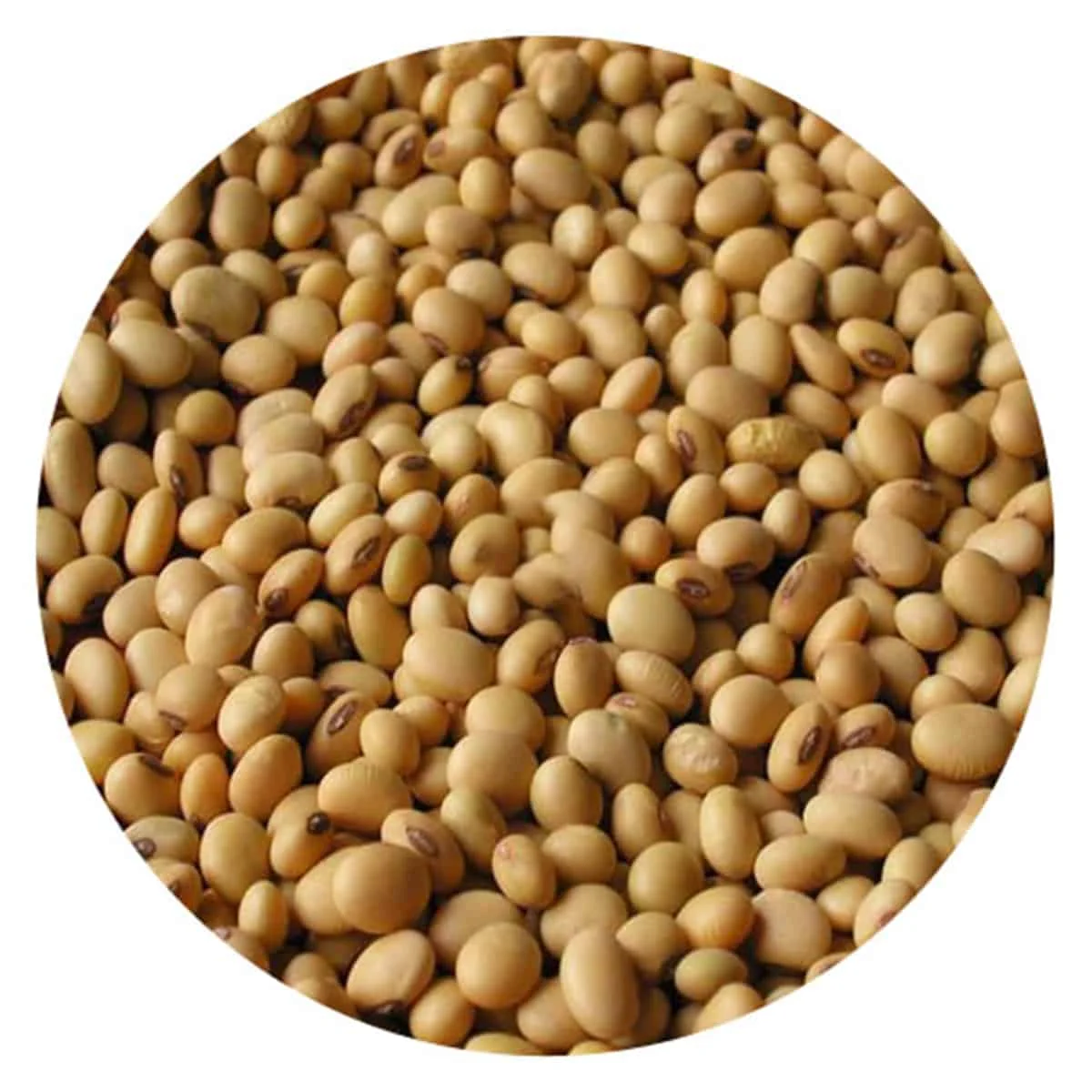 Gmo соевые бобы/соевые бобы семена соевых бобов и
