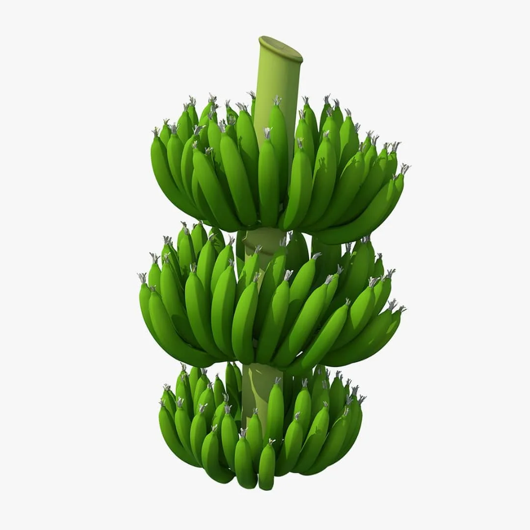Grade Cavendish Fresh Banana Quality Assurance 100% Natural Green Cavendish Bananas Supplier fresh Banana Fruit