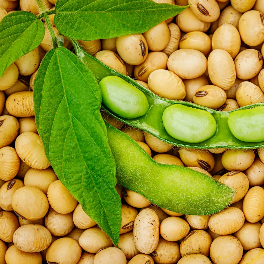 Soybeans Beans