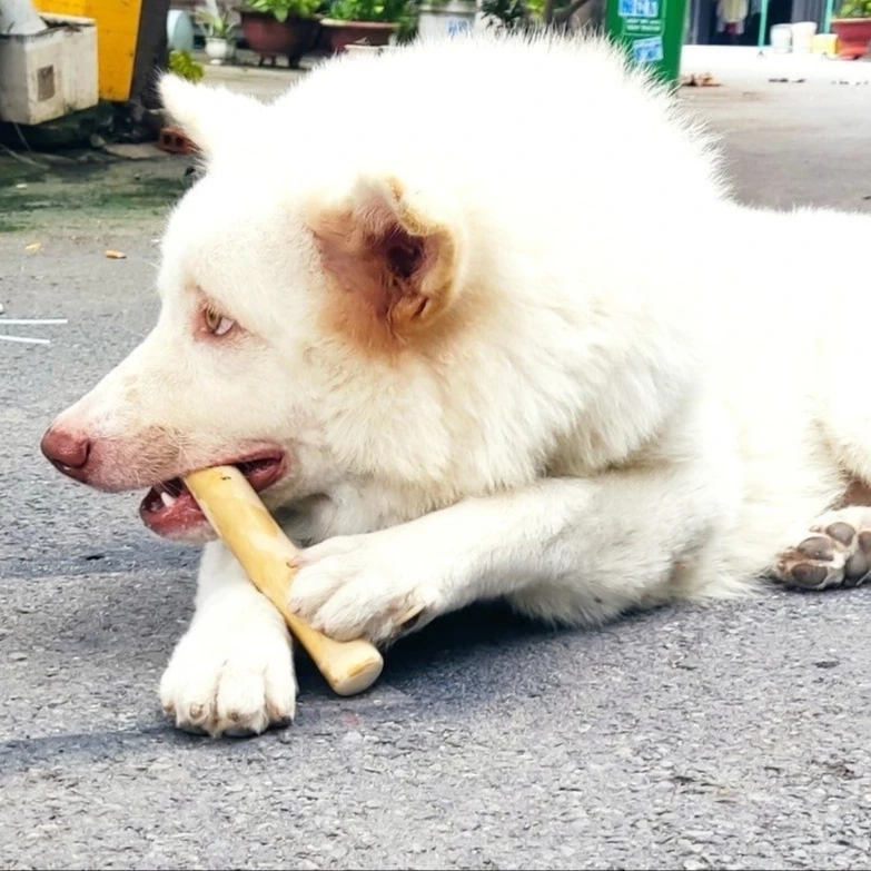 Wood Color Multiple Size Dog Playing Chewing Coffee wood chew Natural Pet Toy for Dogs Easy to Use - Ms. Jenny Ms. Jenny (WINVN)