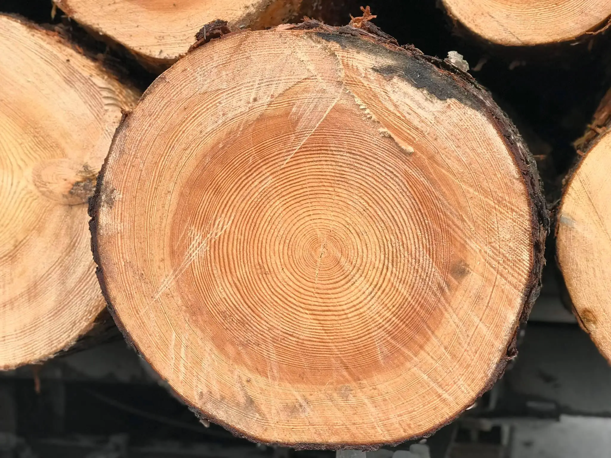 European Pine Wood Logs For Sale