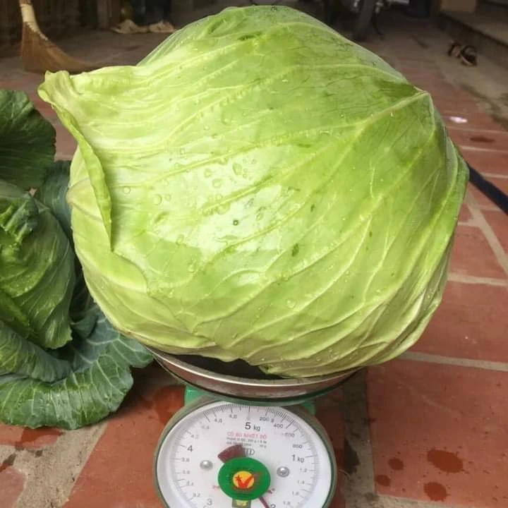 100% High Quality Organic Cabbage Superior quality cabbage for sale, fresh cabbage price per ton made in Vietnam 2023