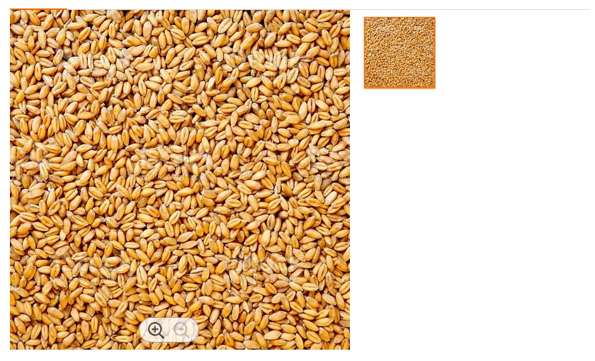 Оптовый Поставщик, продажа 100% органических Зерен Пшеницы/пшеницы высшего качества по низкой рыночной цене