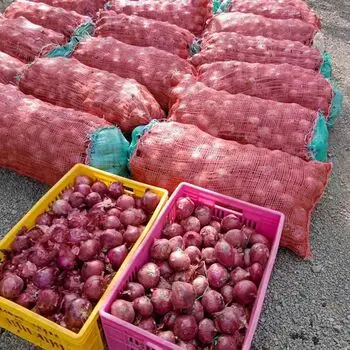 15 кг упаковка свежий желтый лук, низкая цена, свежий лук, Размер 9 см вверх