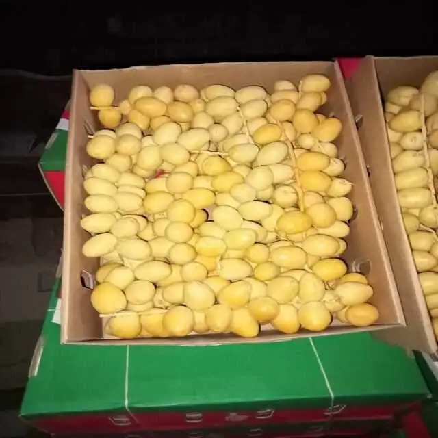 fresh dates Export Prices Top Quality!